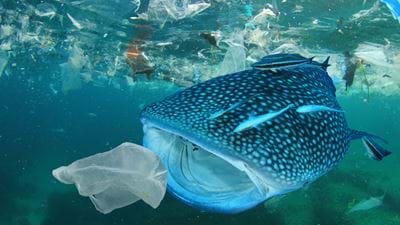 New alliance combatting environmental plastic waste