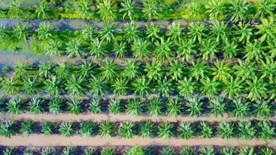 Palm Oil Potential