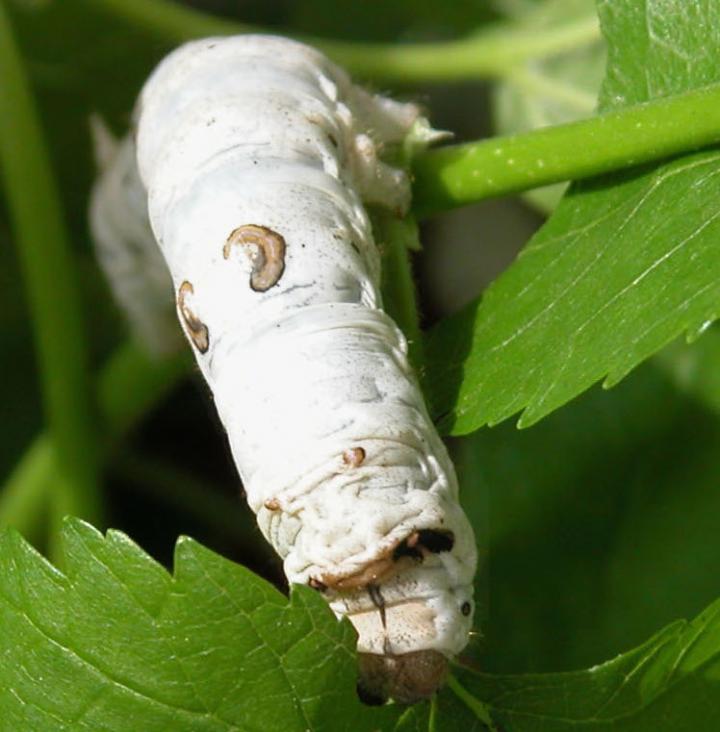Spinning silkworm cocoons 