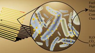 Cyborg bacteria make chemicals from sunlight