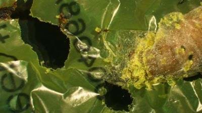 Caterpillars might not break down plastic after all