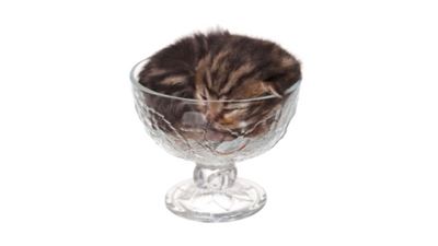 IgNobels reward coffee fluid dynamics and liquid cats