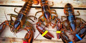 Surf and turf: replacing plastic laminates