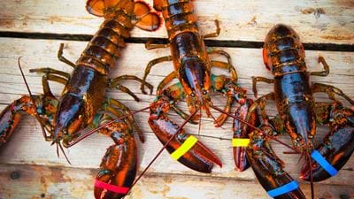Surf and turf: replacing plastic laminates