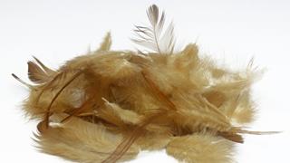 Lund team turns chicken feathers into food