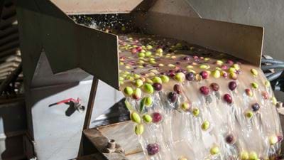 An olive branch for a circular economy