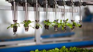 BASF in exclusive talks to buy Bayer’s vegetable seeds business