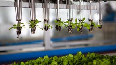 BASF agrees to buy Bayer’s vegetable seeds business for €1.7bn
