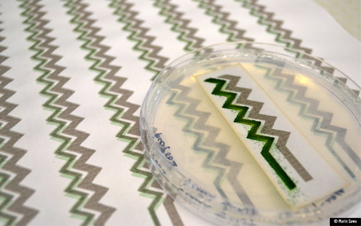 Living solar panel printed on paper