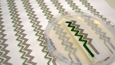 Living solar panel printed on paper