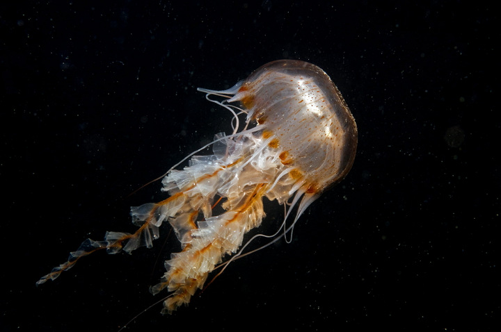 EU launches €6m project to valorise jellyfish
