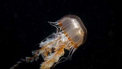 EU launches €6m project to valorise jellyfish