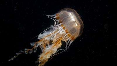 EU launches €6m project to valorise jellyfish