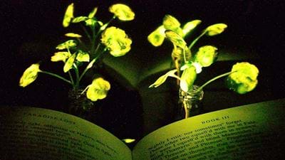 MIT turns living plants into desk lamps