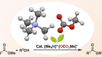 Metal-free catalyst for ester synthesis