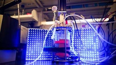 Light-controlled yeast produces biofuel