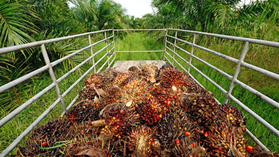 Reducing the environmental impact of palm oil production