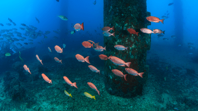 Rigs-to-Reef: Policy Waters Muddied