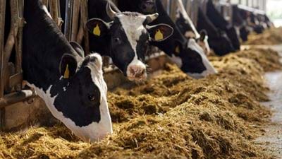 Cattle feed and dye membranes win MIT water prize