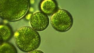 Novel process for damage-free algae biomass harvesting