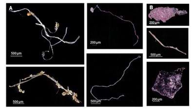 Behold the Plastic Age: synthetic fibres found in fossil record