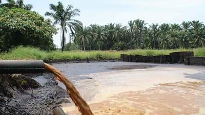 Palm Oil: Better with Enzymes