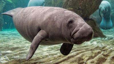 Wastewater leak causes concern for Florida marine life