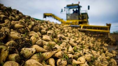 Sugar beet could kickstart Scottish bioeconomy