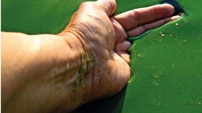 Nitrate: An Emerging Solution