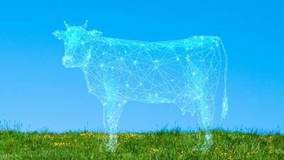 Cow-Free:  A possible future  for dairy 