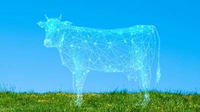 Cow-Free:  A possible future  for dairy