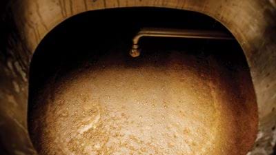 Brewing Up a Storm: The Origins of Biotechnology Part 1