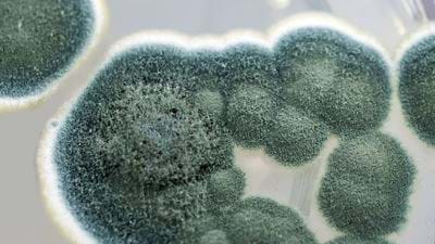Brewing Up a Storm: The Origins of Biotechnology Part 2