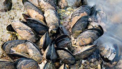 Researchers develop mussel-inspired coating that can extract rare earth elements