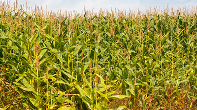Fuelling the World with Biomass