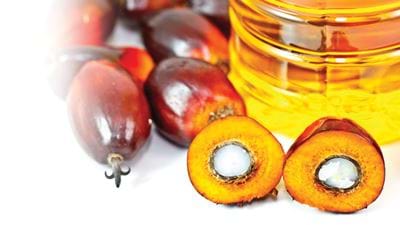 Making the Palm Oil Industry Greener