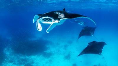 US researchers design water filtration system based on manta rays