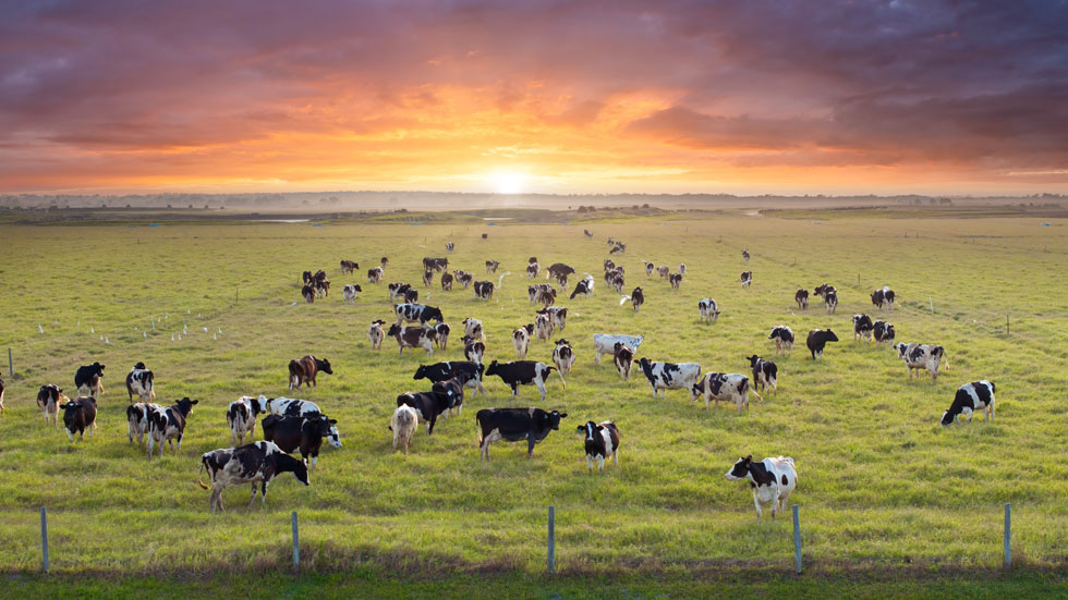 Greening the Dairy Industry