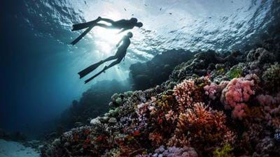 Engineers say artificial reefs could filter microplastics from the sea