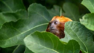 Fig trees tell tales on illegal miners