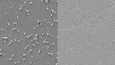 Nottingham scientists work with industry to create bacteria-killing paint