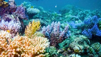 Ocean carbon capture raises concerns over marine stress, say UK scientists