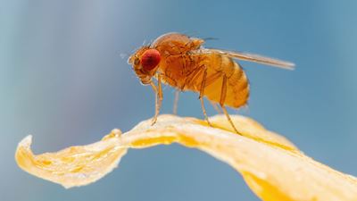 Lovesick flies