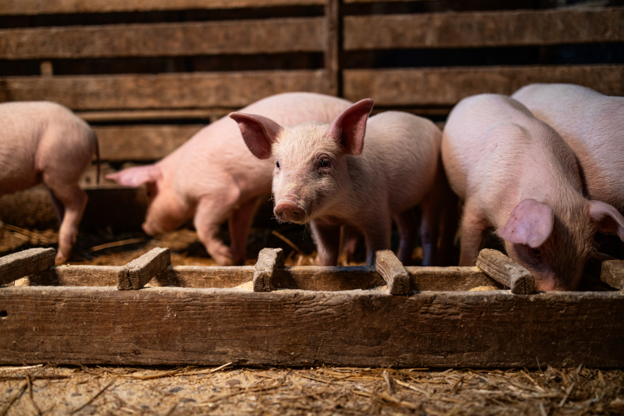 Animal welfare experts renew call on UK government to ban CO2 for pig stunning