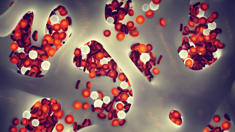 Breakthrough bone marrow model could reduce need for animal testing