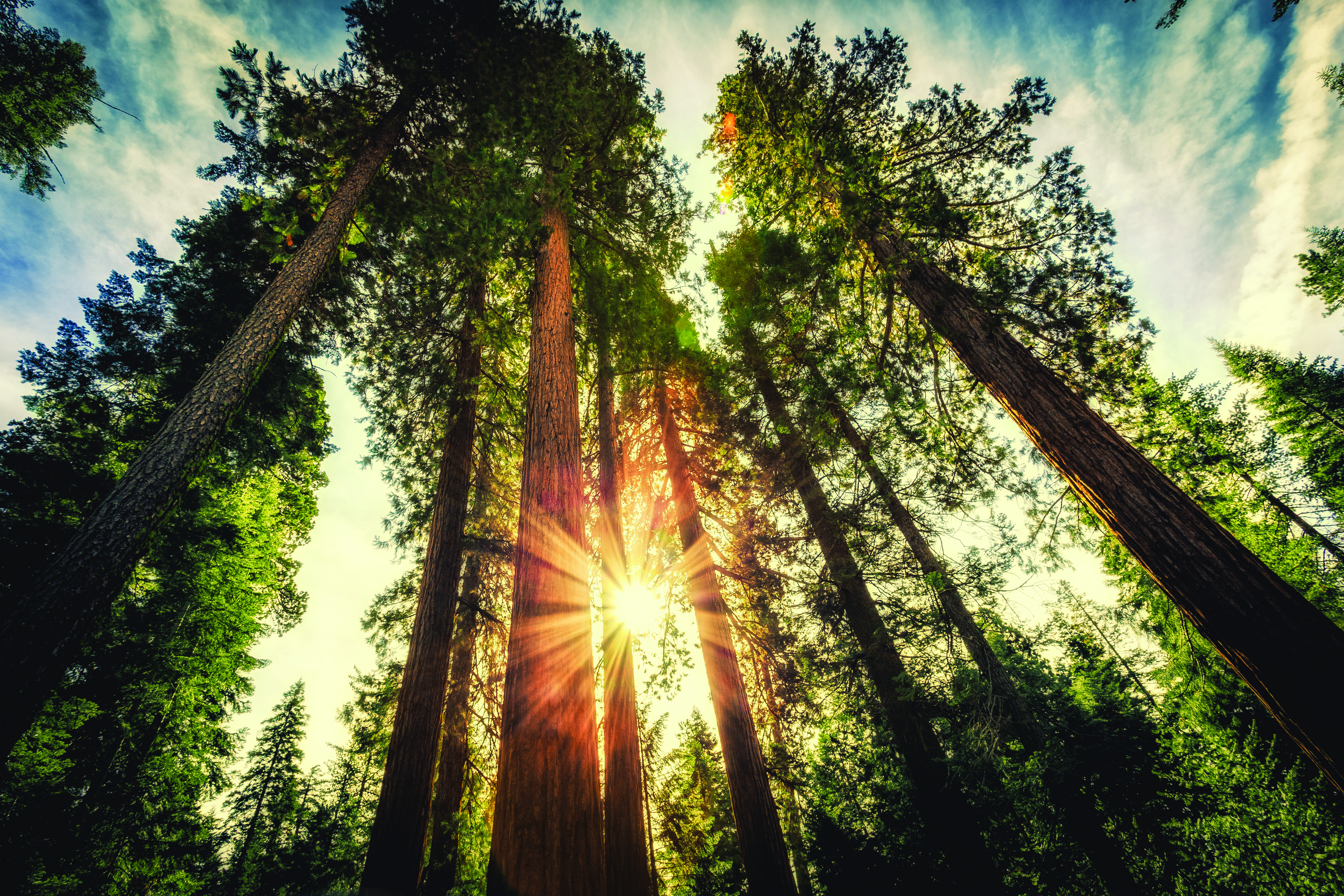 Viewpoint: barking up the wrong tree on carbon?