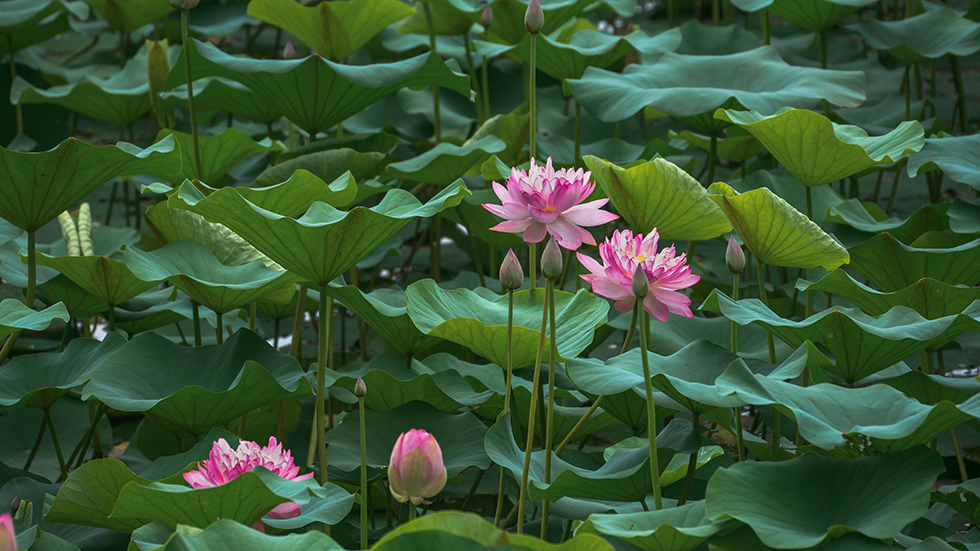 Lotus plant inspires development of ice and water repellent coatings 