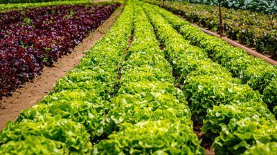 MIT spinout to expand pathogen-fighting microbe solution for crops